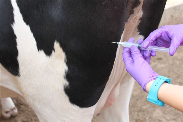 Figure 5. Vaccination (5 cc) into the left semimembranosus
muscle of the rear leg using an
18-gauge needle. (Note: Injections were administered
per label instructions; however, it is generally
recommended to avoid muscle tissues in the
leg, thereby minimizing potential abscess formation;
injection into the neck region is preferable.)